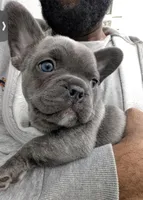 Blue, a female French Bulldog for sale in Queens, NY – Photo 5 of 6
