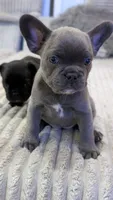 Blue, a female French Bulldog for sale in Queens, NY – Photo 2 of 6