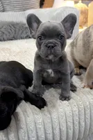Blue, a female French Bulldog for sale in Queens, NY – Photo 4 of 6