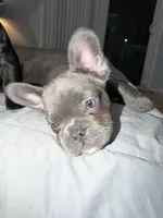 Blue, a female French Bulldog for sale in Queens, NY – Photo 8 of 9