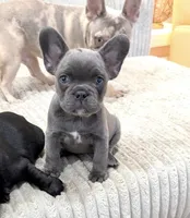 Blue, a female French Bulldog for sale in Queens, NY – Photo 5 of 9