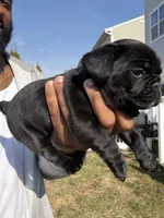 Blue fluffy, a female French Bulldog for sale in Queens, NY – Photo 4 of 9