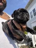 Blue fluffy, a female French Bulldog for sale in Queens, NY – Photo 3 of 9