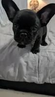 Blue fluffy, a female French Bulldog for sale in Queens, NY – Photo 4 of 8