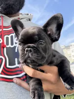 Blue fluffy, a female French Bulldog for sale in Queens, NY – Photo 8 of 8