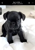 Blue fluffy, a female French Bulldog for sale in Queens, NY – Photo 1 of 9