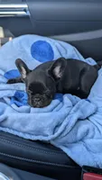 Blue fluffy, a female French Bulldog for sale in Queens, NY – Photo 2 of 8