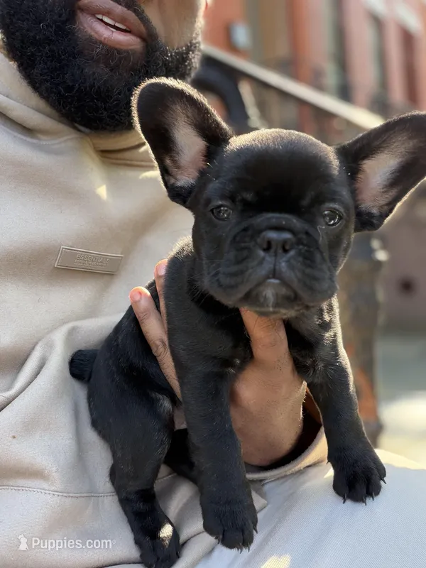 Chocolate Blue fluffy, a female French Bulldog for sale in Queens, NY – Photo 1 of 9