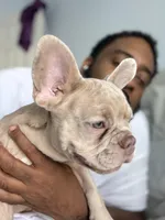 Pebbles, a female French Bulldog for sale in Queens, NY – Photo 5 of 8