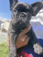 Chocolate Blue fluffy, a female French Bulldog for sale in Queens, NY – Photo 8 of 9