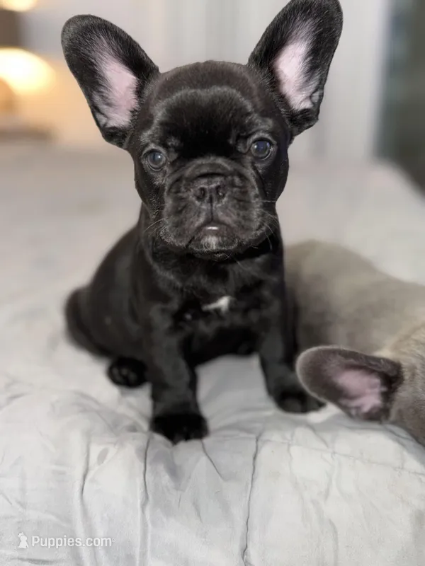 Blue fluffy – French Bulldog puppy for sale in Queens, NY