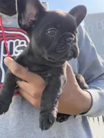 Blue fluffy, a female French Bulldog for sale in Queens, NY – Photo 5 of 8