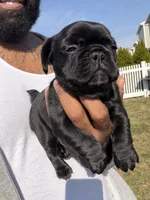 Blue fluffy, a female French Bulldog for sale in Queens, NY – Photo 6 of 9