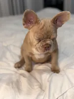 Pebbles, a female French Bulldog for sale in Queens, NY – Photo 8 of 8