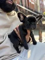 Chocolate Blue fluffy, a female French Bulldog for sale in Queens, NY – Photo 2 of 9