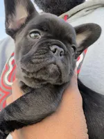 Blue fluffy, a female French Bulldog for sale in Queens, NY – Photo 7 of 8