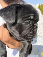 Blue fluffy, a female French Bulldog for sale in Queens, NY – Photo 5 of 9