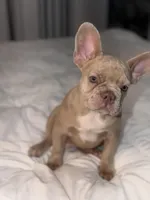 Pebbles, a female French Bulldog for sale in Queens, NY – Photo 6 of 8