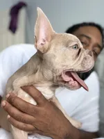 Pebbles, a female French Bulldog for sale in Queens, NY – Photo 1 of 8