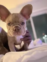 Pebbles, a female French Bulldog for sale in Queens, NY – Photo 3 of 8