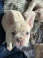 Pebbles, a female French Bulldog for sale in Queens, NY – Photo 2 of 8