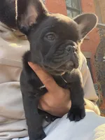 Chocolate Blue fluffy, a female French Bulldog for sale in Queens, NY – Photo 4 of 9