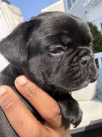 Blue fluffy, a female French Bulldog for sale in Queens, NY – Photo 7 of 9