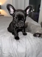 Blue fluffy, a female French Bulldog for sale in Queens, NY – Photo 6 of 8