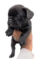 Blue fluffy, a female French Bulldog for sale in Queens, NY – Photo 2 of 9