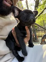 Chocolate Blue fluffy, a female French Bulldog for sale in Queens, NY – Photo 9 of 9