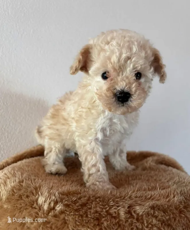 love – Poodle - Toy  puppy for sale in Bakersfield, CA