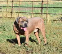 Bella Rosas Modoc of the Sierras, a male Cane Corso for sale in Lostine, OR – 2 of 5