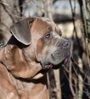 Bella Rosas Modoc of the Sierras, a male Cane Corso for sale in Lostine, OR – 4 of 5