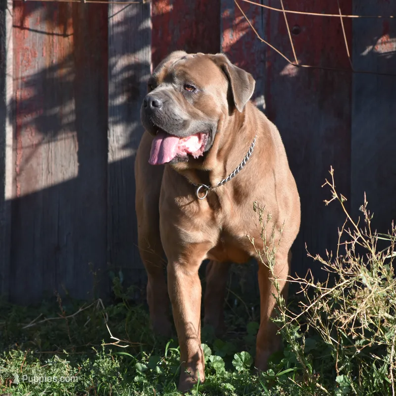 Bella Rosas Modoc of the Sierras – Cane Corso puppy for sale in Lostine, OR