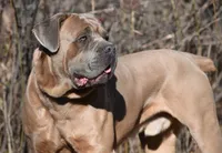 Bella Rosas Modoc of the Sierras, a male Cane Corso for sale in Lostine, OR – 5 of 5