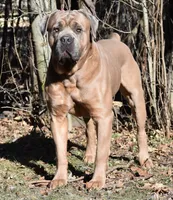 Bella Rosas Modoc of the Sierras, a male Cane Corso for sale in Lostine, OR – 3 of 5