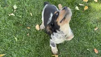PAC Man, a male English Springer Spaniel for sale in Coeur d'Alene, ID – 6 of 7