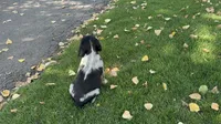 PAC Man, a male English Springer Spaniel for sale in Coeur d'Alene, ID – 7 of 7
