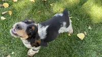 PAC Man, a male English Springer Spaniel for sale in Coeur d'Alene, ID – 5 of 7