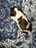 Jack, a male English Springer Spaniel for sale in Coeur d'Alene, ID – 2 of 2