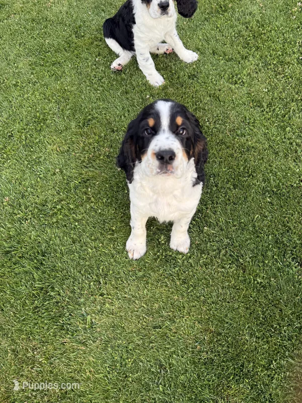 PAC Man – English Springer Spaniel puppy for sale in Coeur d'Alene, ID