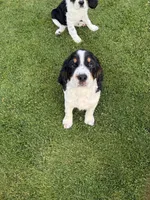 PAC Man, a male English Springer Spaniel for sale in Coeur d'Alene, ID – 1 of 7