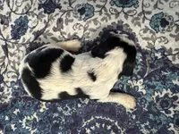 JJ, a male English Springer Spaniel for sale in Coeur d'Alene, ID – 3 of 3
