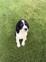 PAC Man, a male English Springer Spaniel for sale in Coeur d'Alene, ID – 3 of 7