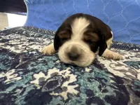 Jessie, a female English Springer Spaniel for sale in Coeur d'Alene, ID – 2 of 2