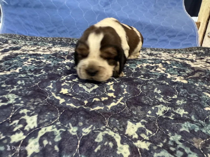 Jack – English Springer Spaniel puppy for sale in Coeur d'Alene, ID