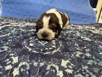 Jack, a male English Springer Spaniel for sale in Coeur d'Alene, ID – 1 of 2