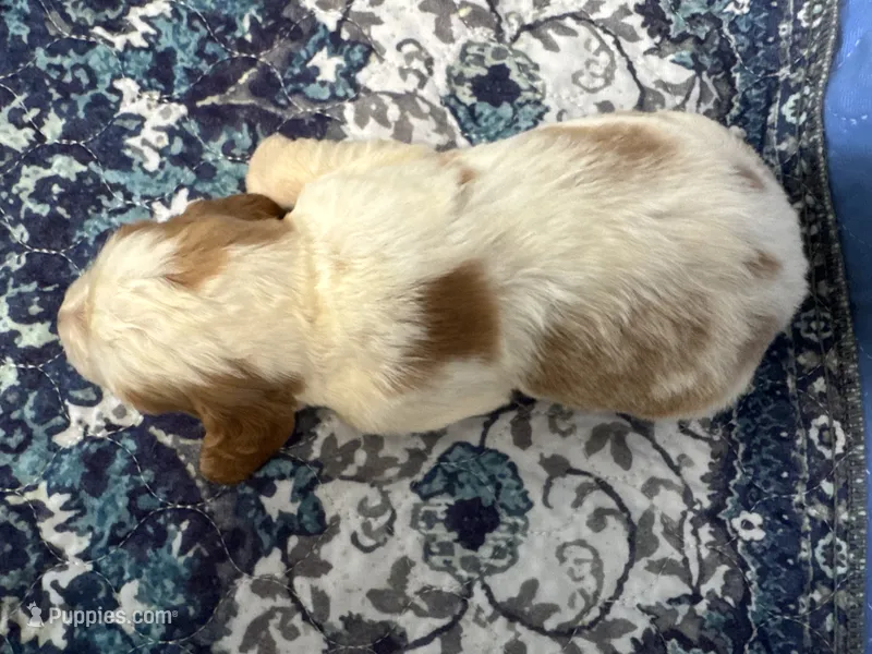 Frankie – English Springer Spaniel puppy for sale in Coeur d'Alene, ID