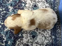 Frankie, a male English Springer Spaniel for sale in Coeur d'Alene, ID – 1 of 2
