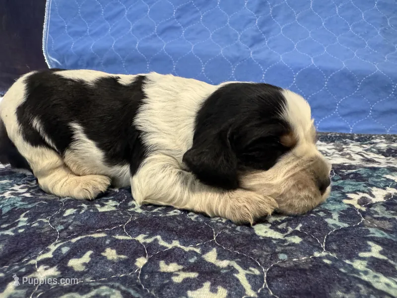JJ – English Springer Spaniel puppy for sale in Coeur d'Alene, ID